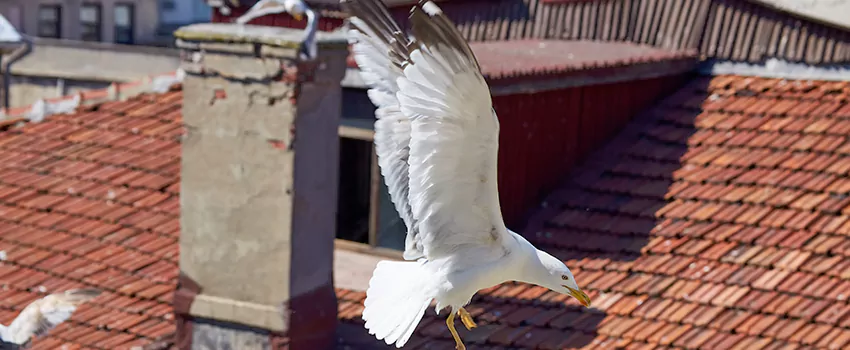 Residential Chimney Animal Removal Solution in Florence, AZ