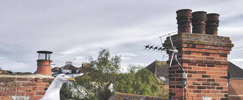 Chimney Cleaning And Restoration in Florence, Arizona